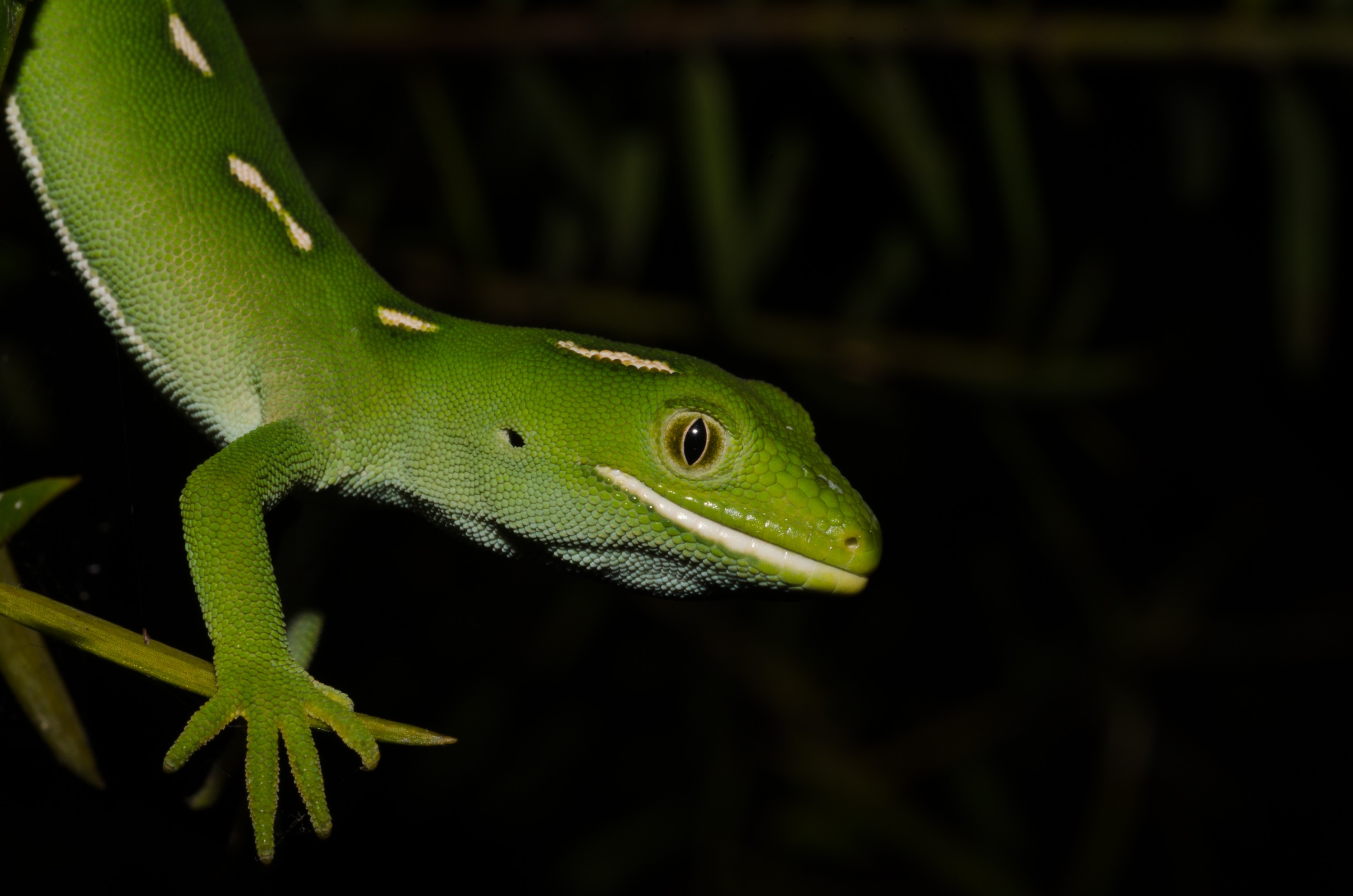 DSC_6645 – Underwater, Auckland, green, gecko, Naultinus, elegans, elegans, home, lizard, Crispin, reptiles, amphibians, rare, cold, blood, new, new zealand, zealand, nz